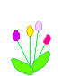 Colorful_tulips