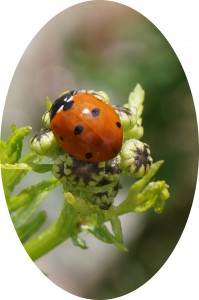 ladybugoval